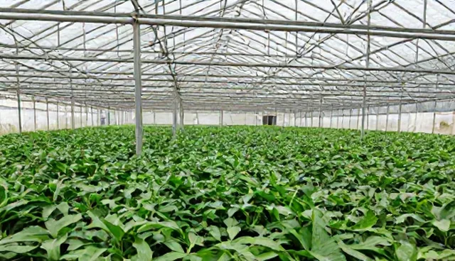 定制小程序适用情况与限制分析